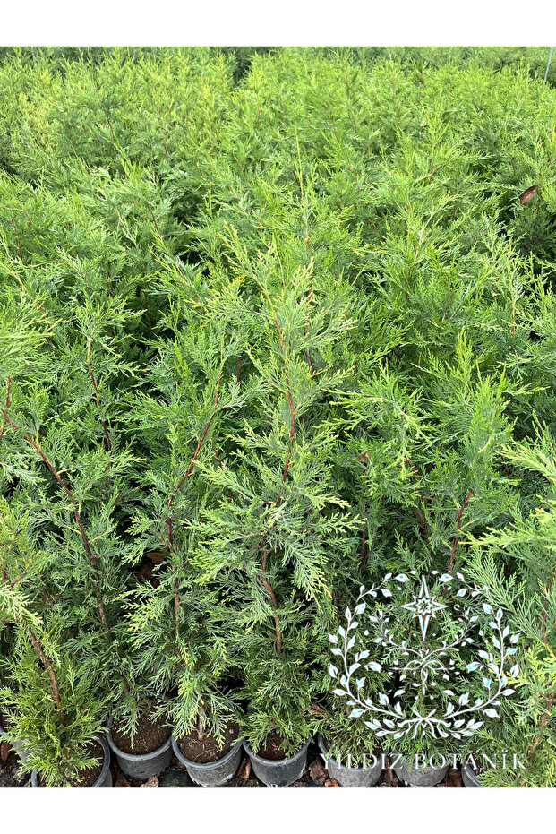 10 Adet Leylandi Çam Ağacı Fidanı Çit Bitkisi Cupressus Leylandi 80-100 CM - 4