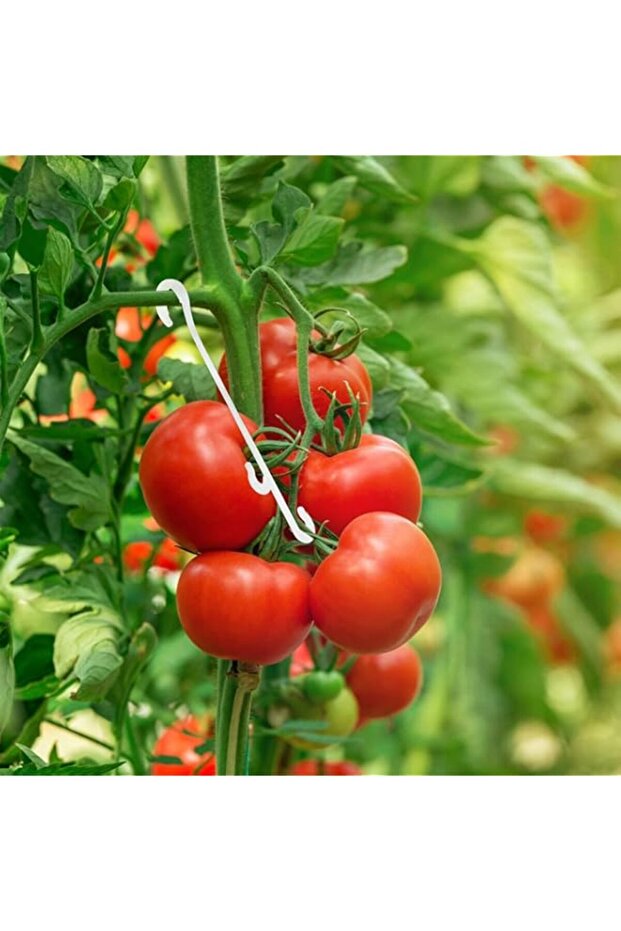 100Pcs 13CM Tomato Support J Hooks Tomato Plant Support Clips Garden Vegetable Clips to Prevent Tomatoes Fruit Cluster From Pinching or Falling off