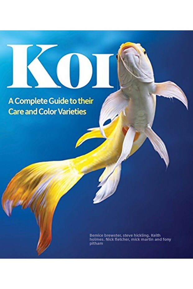 Koi A Complete Guide To Their Care And Color Varieties