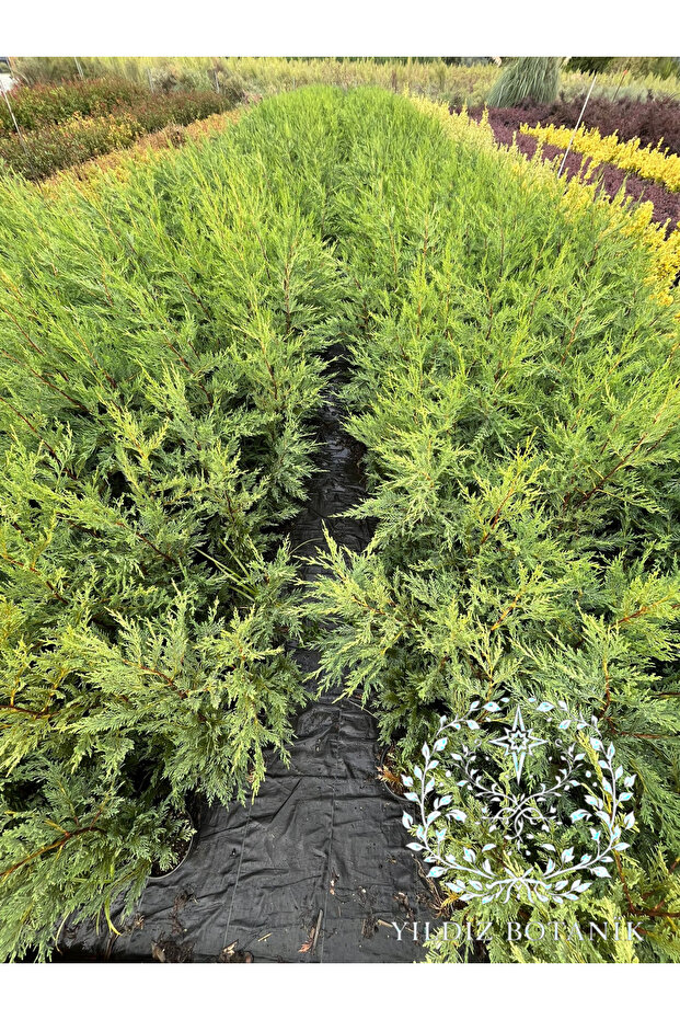 10 Adet Leylandi Çam Ağacı Fidanı Çit Bitkisi Cupressus Leylandi 80-100 CM - 1