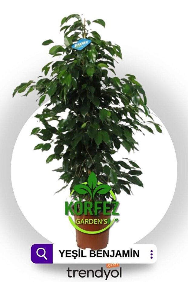 Benjamin Bitkisi 60+cm Benjamin Ficus Ev Bitkisi Ofis Bitkisi Salon Bitkisi - 1