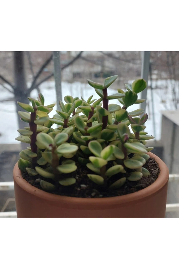 Para çiçeği fidesi - 1