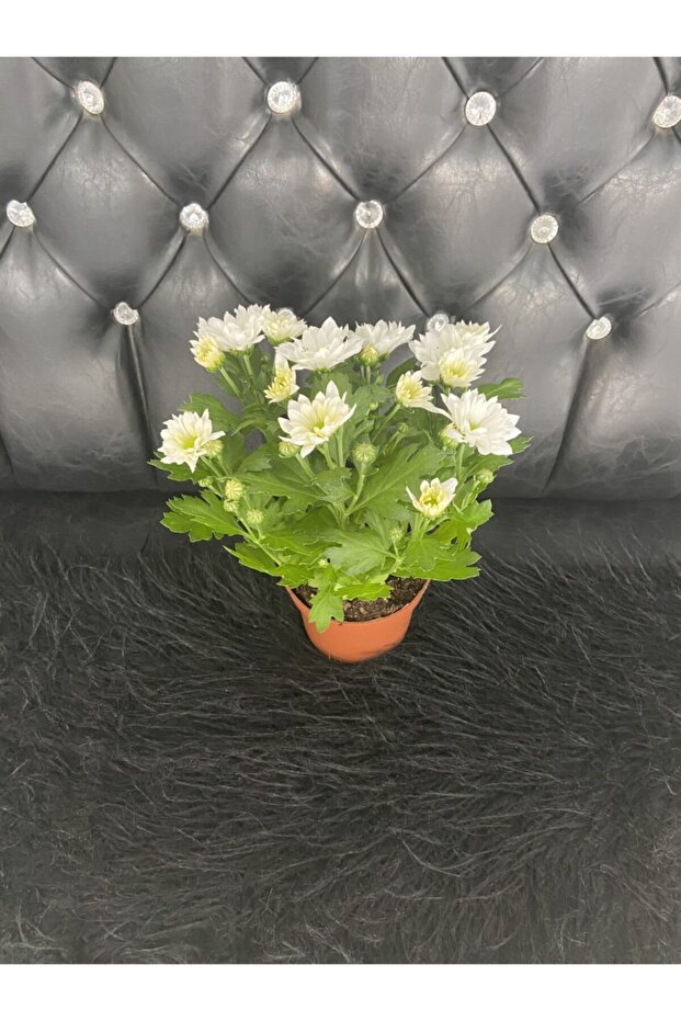 Canlı Kasımpatı - 1