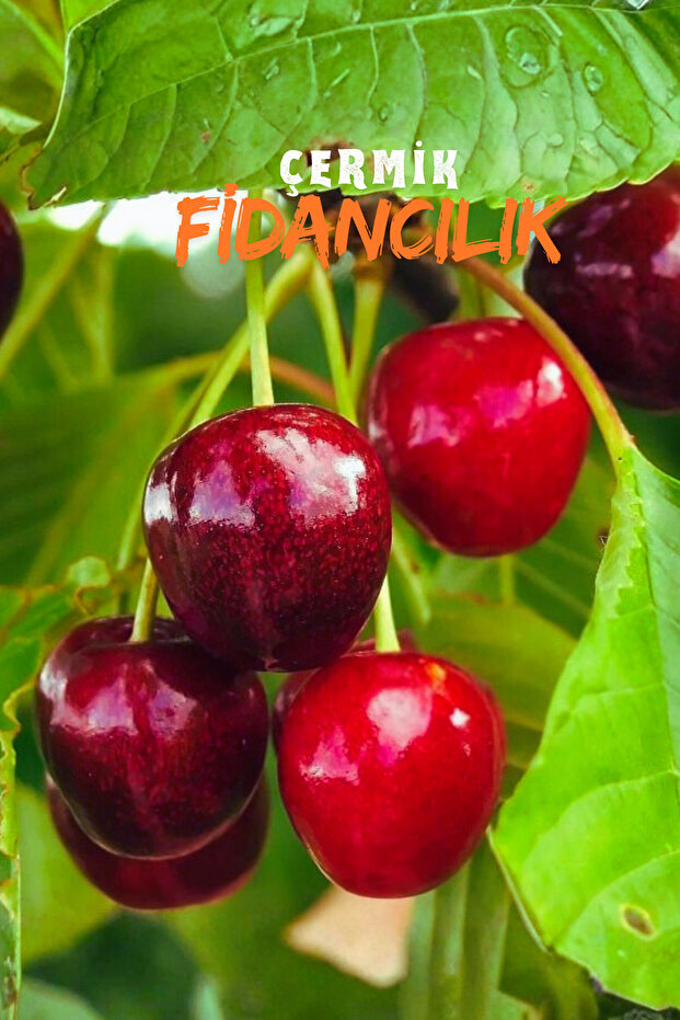 Napolyon Kiraz Fidanı 3 Yaş - 2