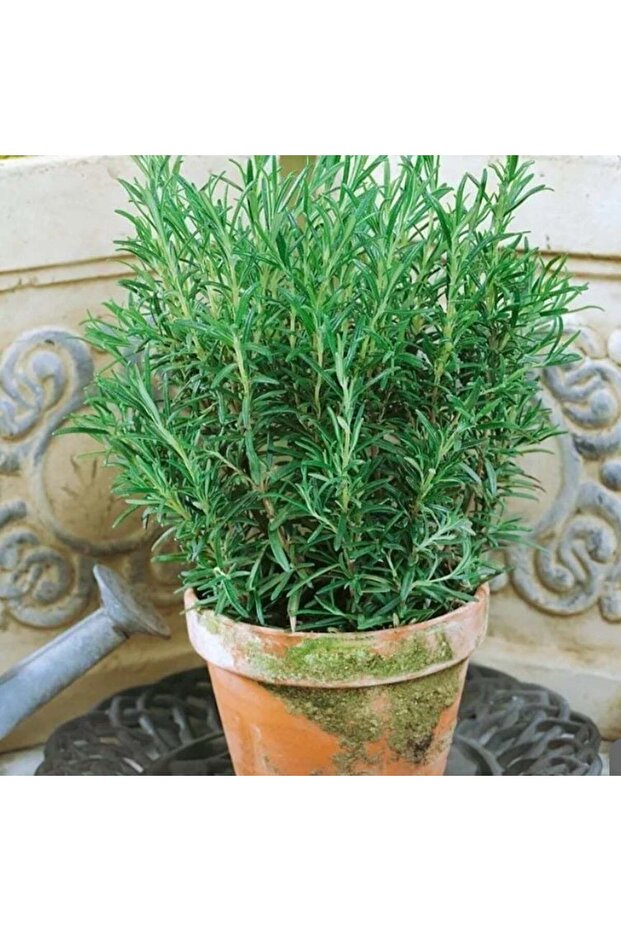 Nane Çay İçin Uygun Aromatik Saksılık Abraxas Baharatlık Biberiye Fidesi (2 adet) - 1