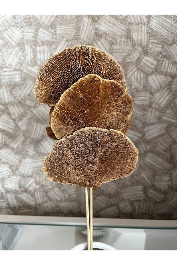 Kuru Çiçek Aranjman Kuru Mantar Sponge Mushroom 4 Dal - 4