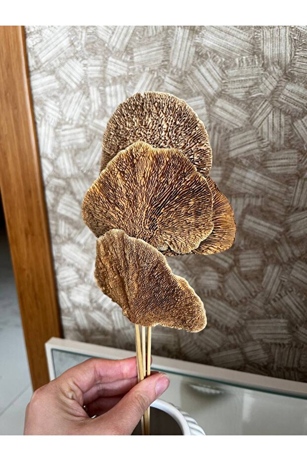 Kuru Çiçek Aranjman Kuru Mantar Sponge Mushroom 4 Dal - 2