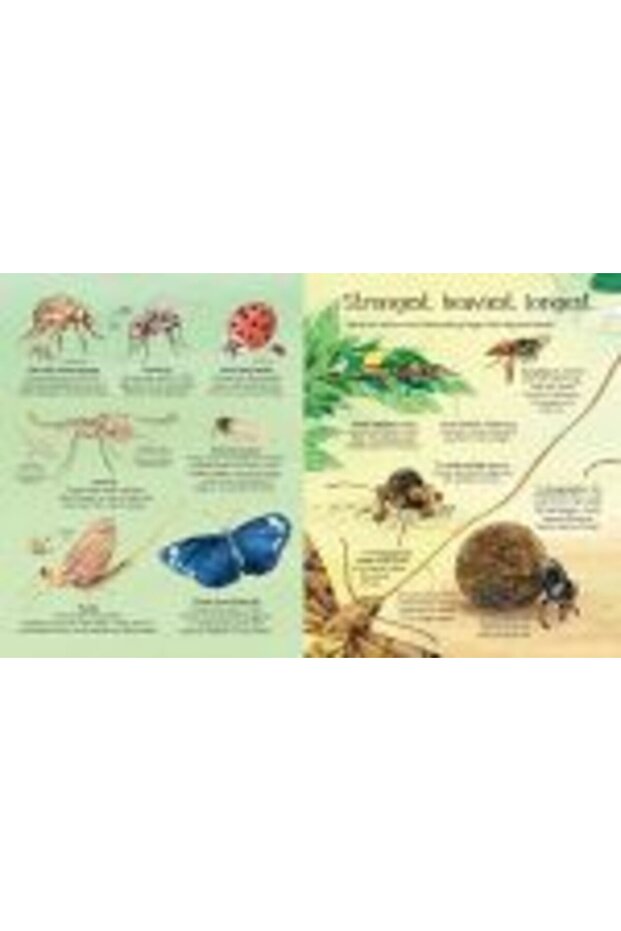 Marea Carte a Insectelor - 5