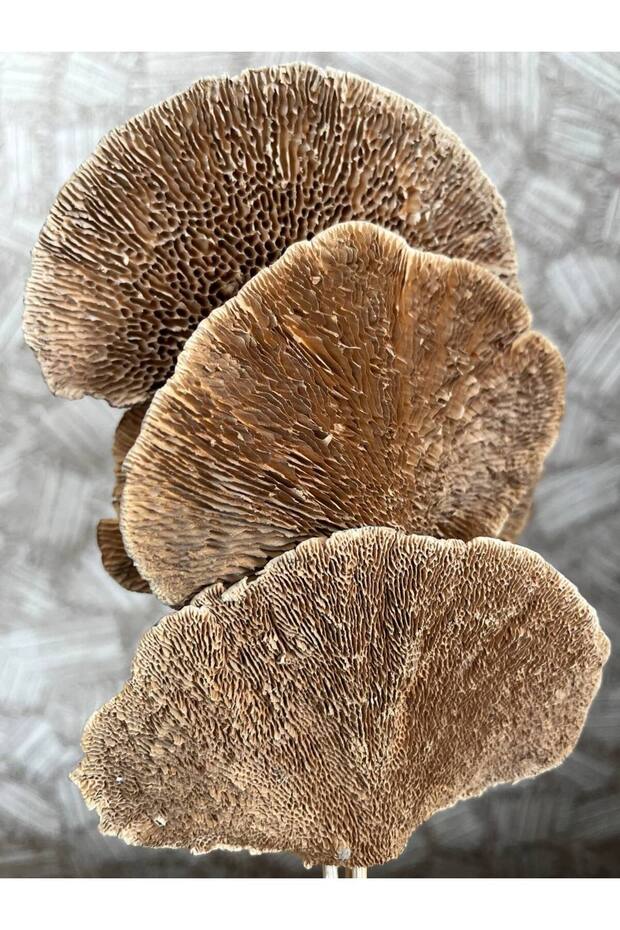 Kuru Çiçek Aranjman Kuru Mantar Sponge Mushroom 4 Dal - 3