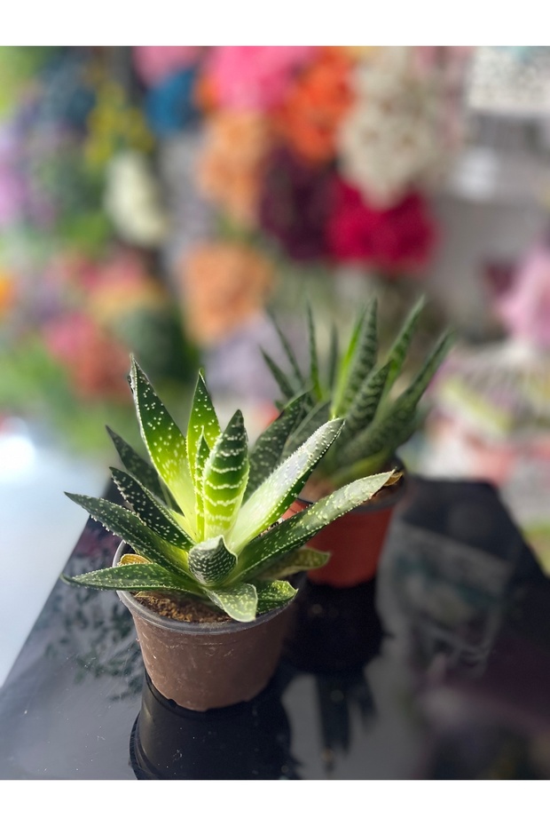 Aleovera Bitkisi - 4