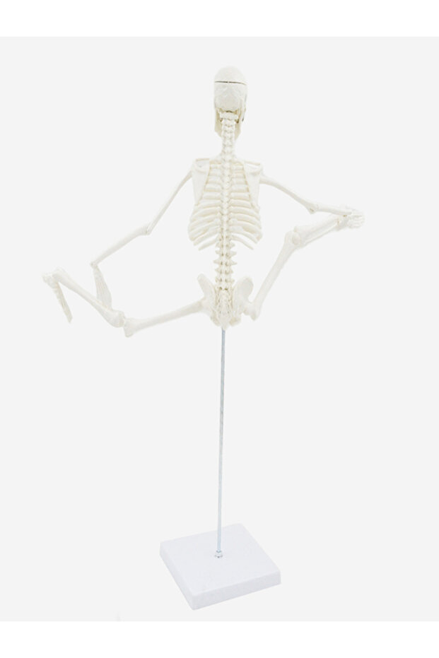 Klasik 20 cm Temel İskelet Modeli - 5