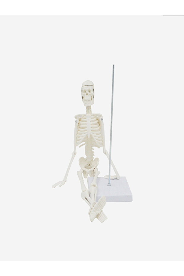Klasik 20 cm Temel İskelet Modeli - 6