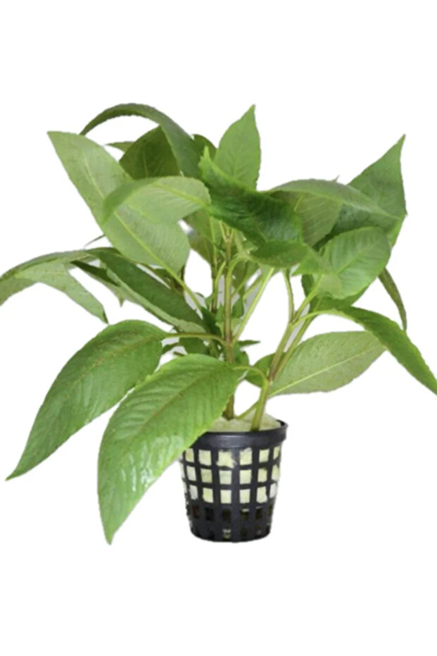 Nomaphila Cherry Leaf (Dev Limon) Canlı Bitki - 1