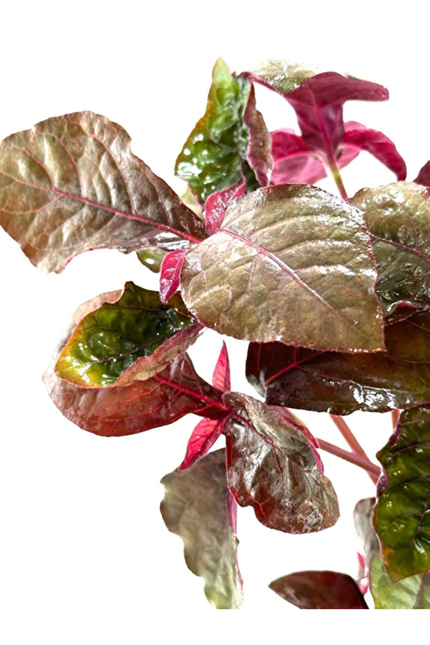 Hemigraphis sp. Pink (Canlı Bitki) - 2