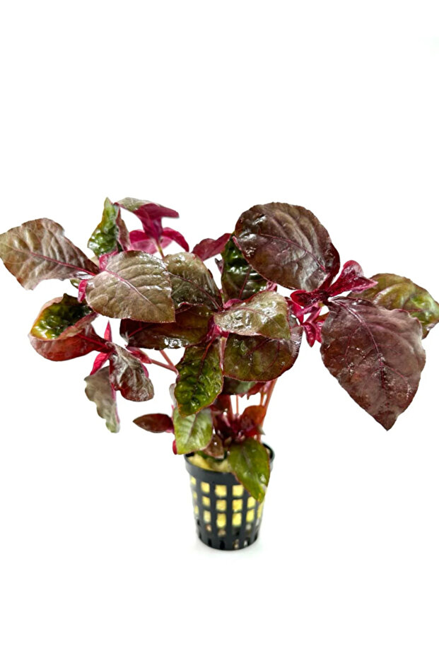 Hemigraphis sp. Pink (Canlı Bitki) - 1