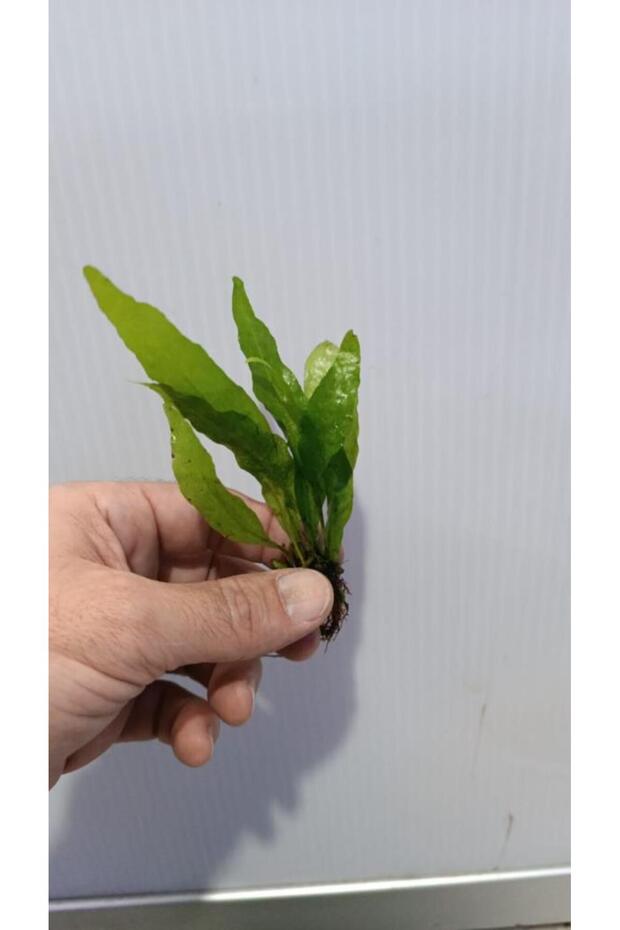 Bitki L119 Microsorum pteropus Akvaryum Bitki - 3