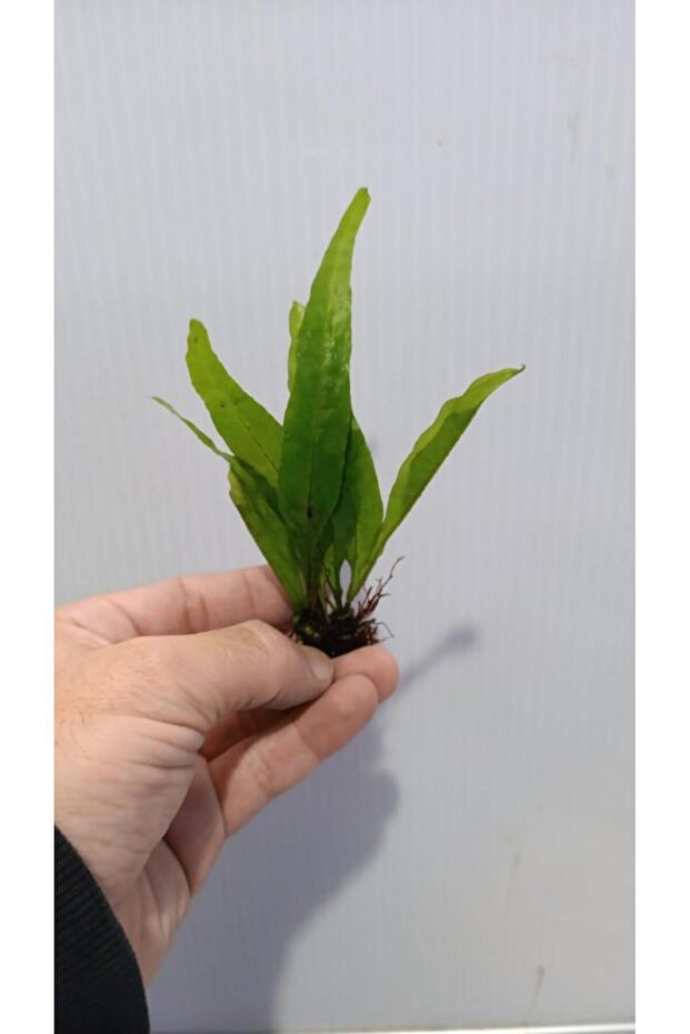 Bitki L119 Microsorum pteropus Akvaryum Bitki - 4
