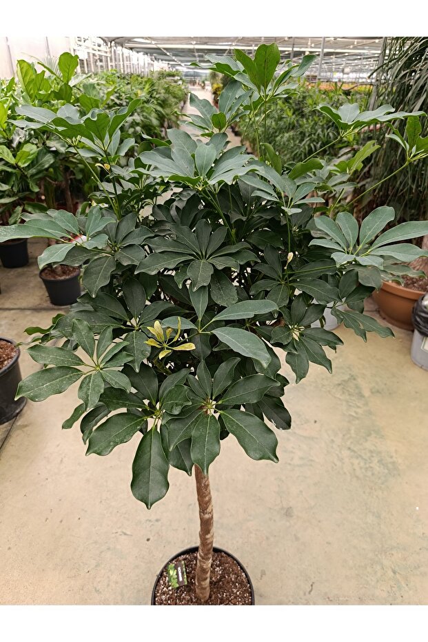 Scheflera Stem - Şemsiye Bitkisi - 1