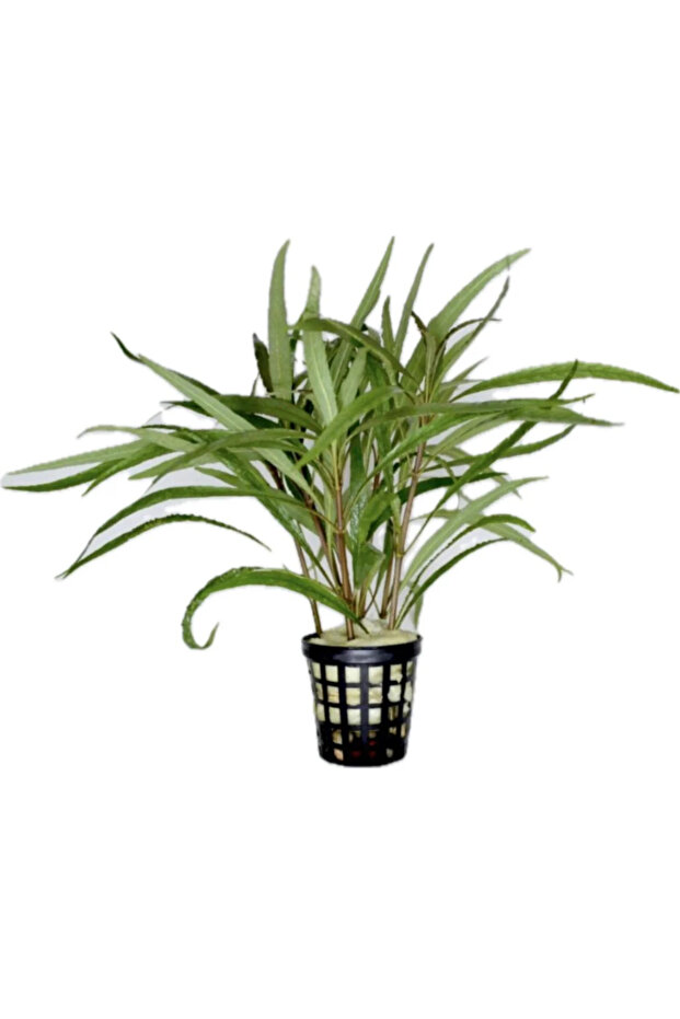 Nomaphila spp ( Canlı Bitki) - 1