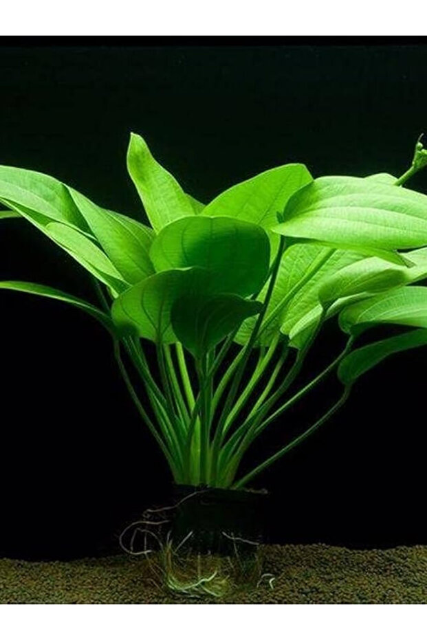Echinodorus Muricatus (Kaşık Amazon) Canlı Bitki - 2