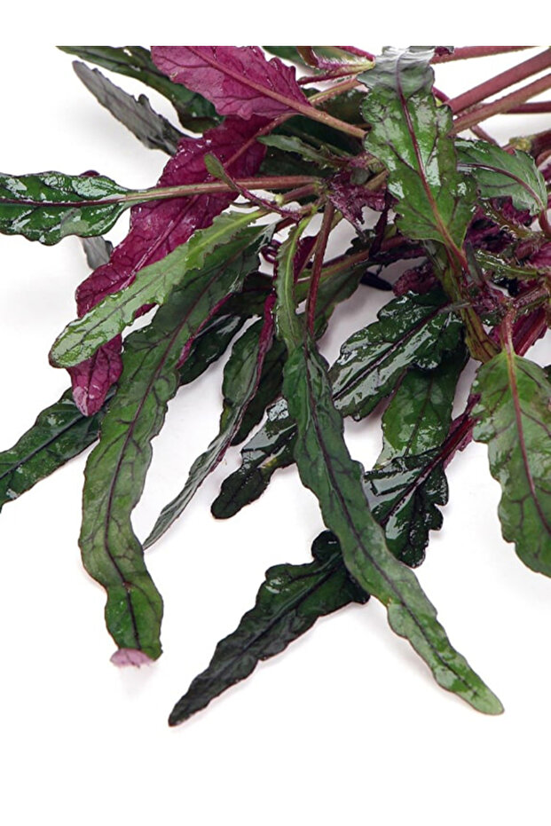 Hemigraphis Repanda ( Canlı Bitki) - 2