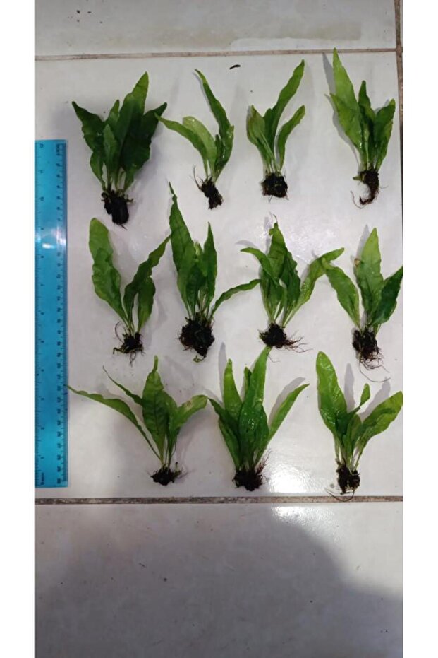 Bitki L119 Microsorum pteropus Akvaryum Bitki - 1