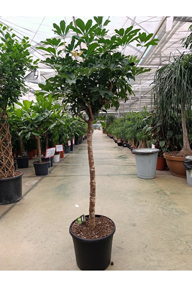 Scheflera Stem - Şemsiye Bitkisi - 3