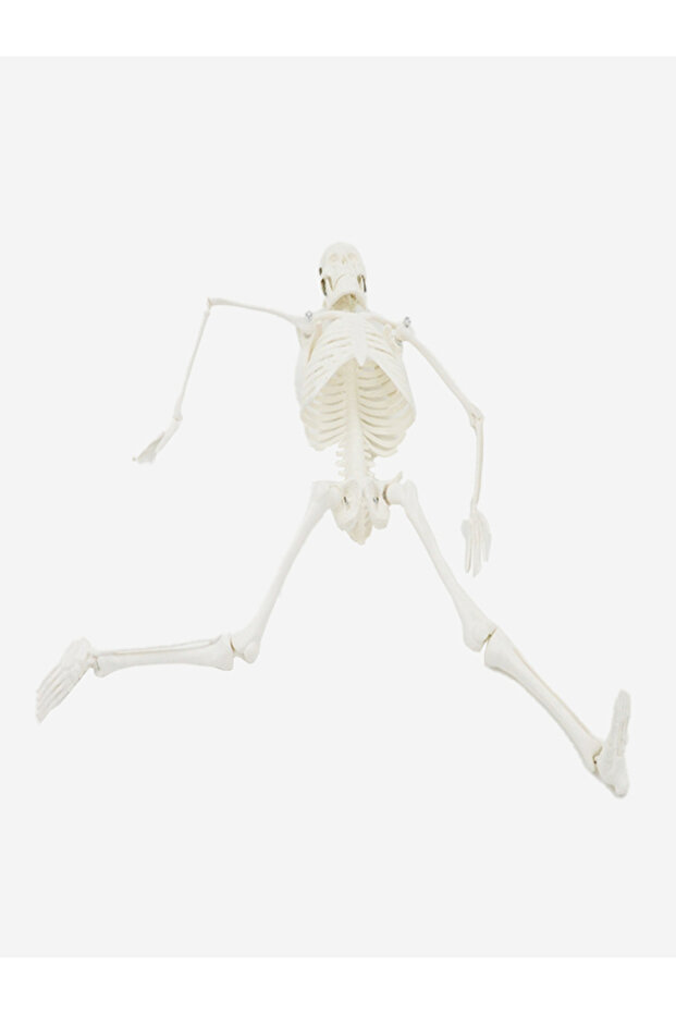 Klasik 20 cm Temel İskelet Modeli - 4