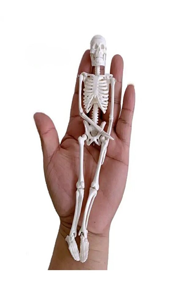 Klasik 20 cm Temel İskelet Modeli - 2