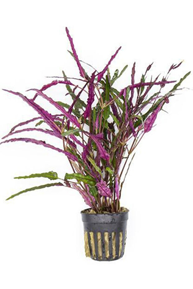 Hemigraphis Repanda ( Canlı Bitki) - 1