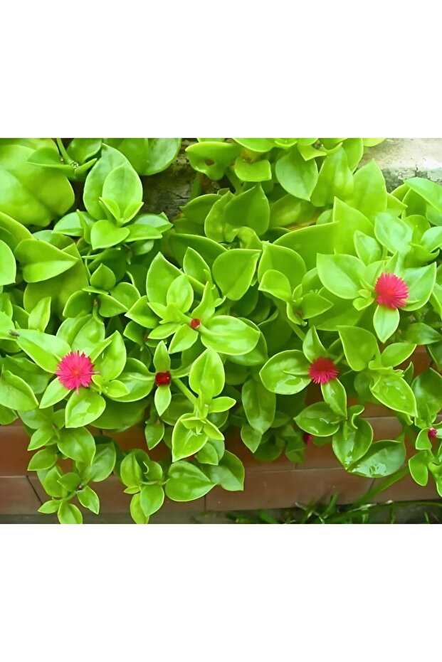 Buz çiçeği fidesi - 1