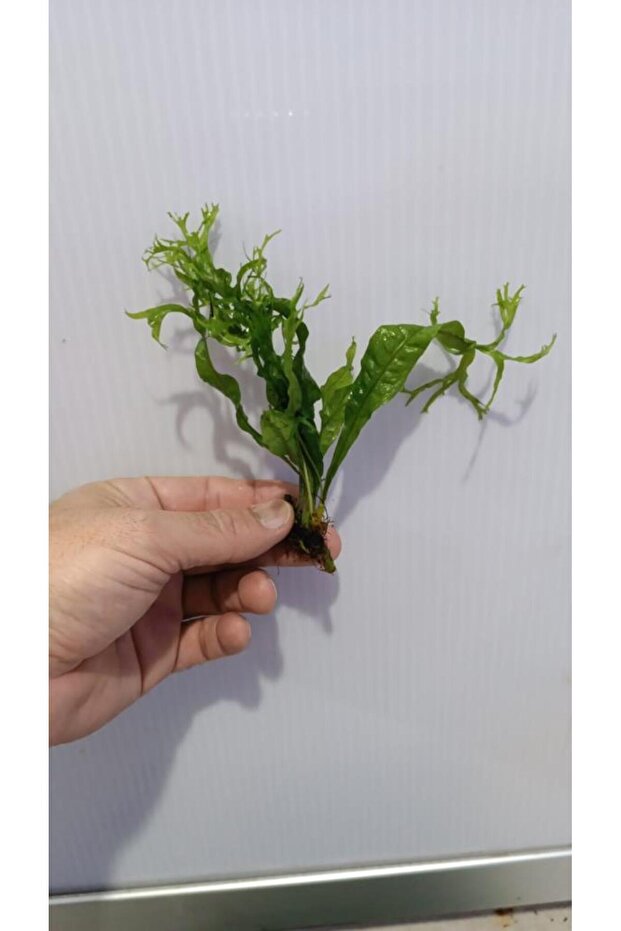 Bitki L158 Microsorum windelov - 4