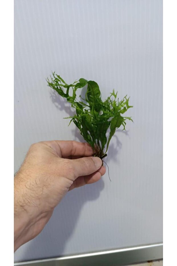 Bitki L158 Microsorum windelov - 5