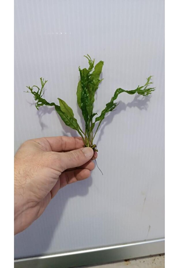 Bitki L158 Microsorum windelov - 3