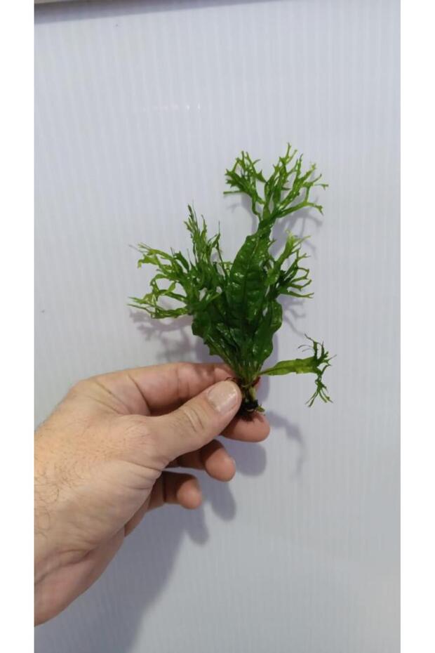 Bitki L158 Microsorum windelov - 6