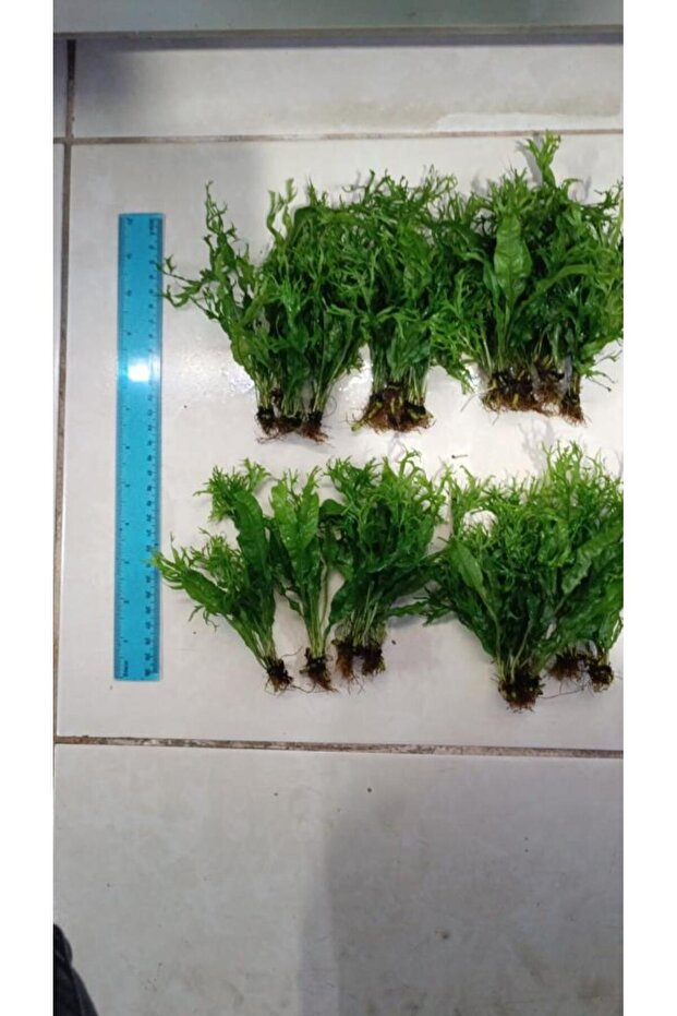 Bitki L158 Microsorum windelov - 7