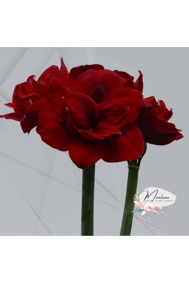 Bulb Amarilis Red Symphony
