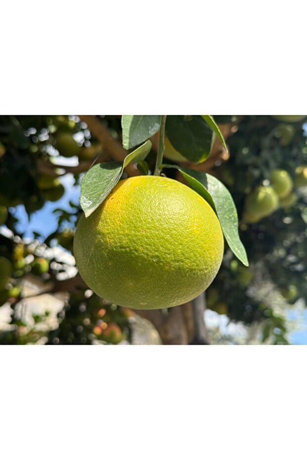 Kızıl Greyfurt 2Kg - 3