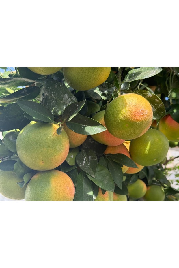 Kızıl Greyfurt 2Kg - 4