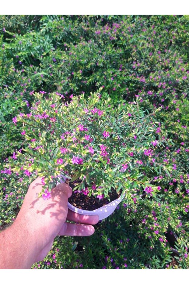 MEZAR - KABİR BİTKİ SETİ - 10 ADET CENNET ÇİÇEĞİ KUFEYA - 3