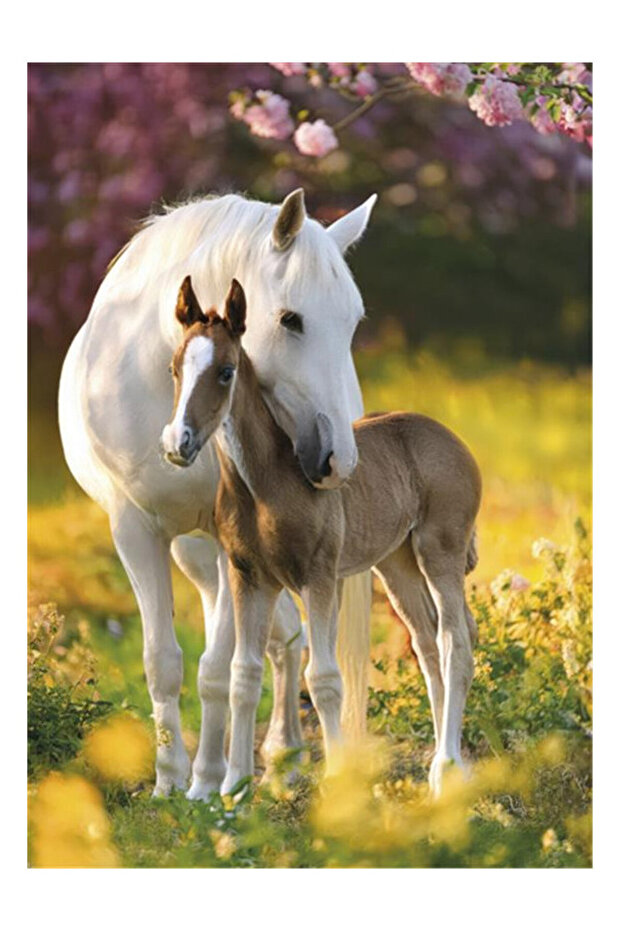 Cal Spring Foal Mapa A/4 cu elastic - 1