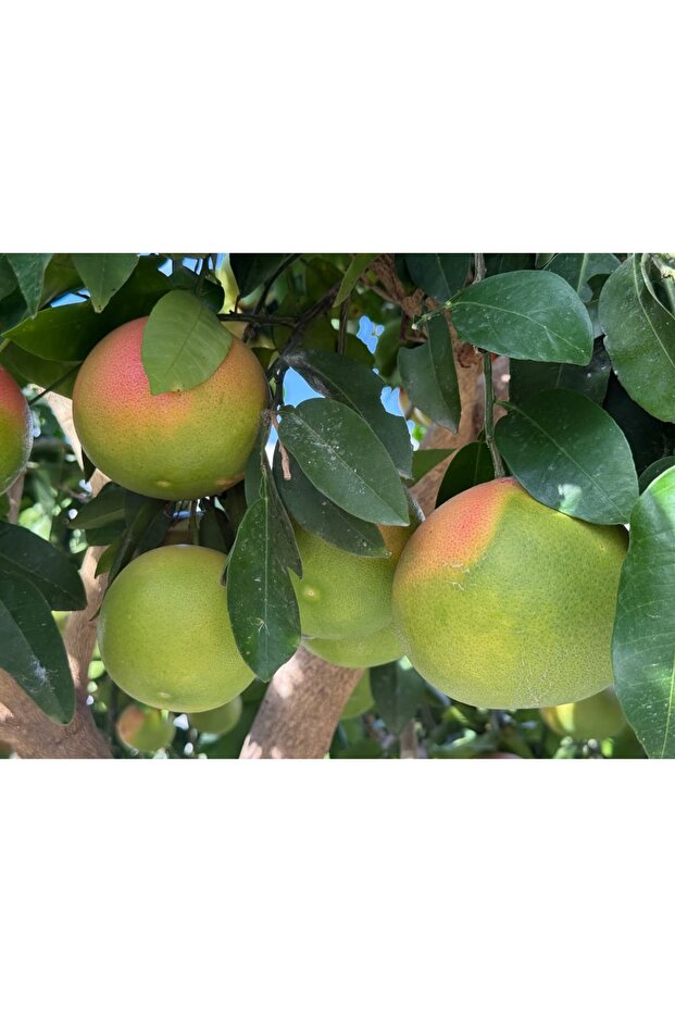 Kızıl Greyfurt 2Kg - 2