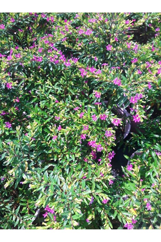 MEZAR - KABİR BİTKİ SETİ - 10 ADET CENNET ÇİÇEĞİ KUFEYA - 4