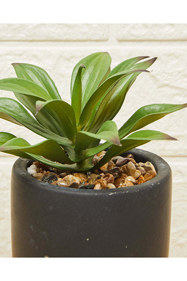 نبات عصاري أخضر في وعاء - 4