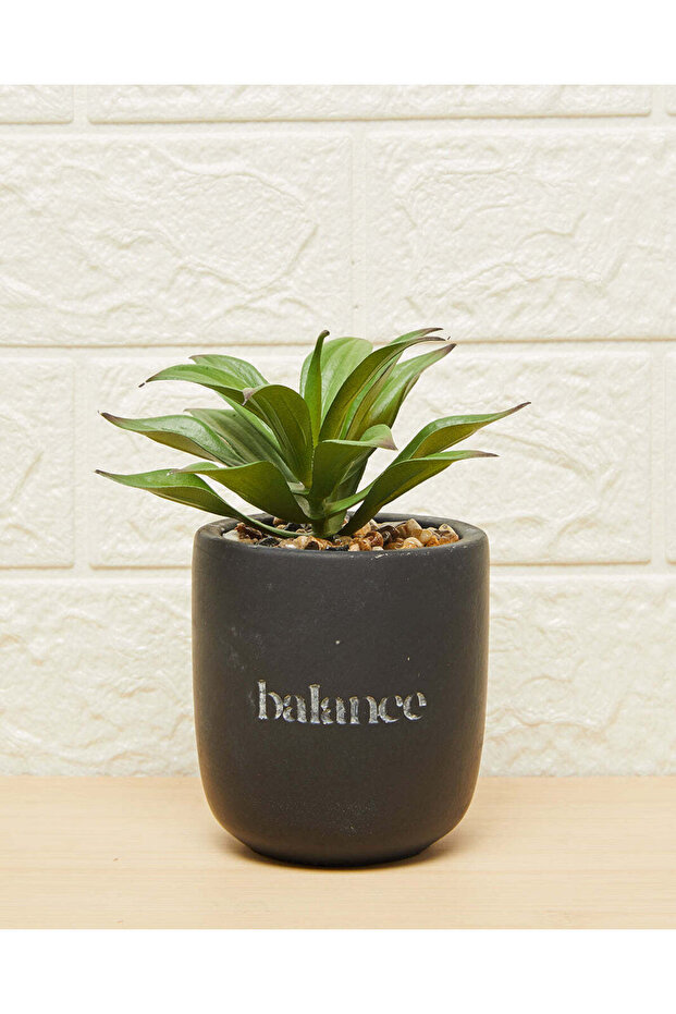 نبات عصاري أخضر في وعاء - 1