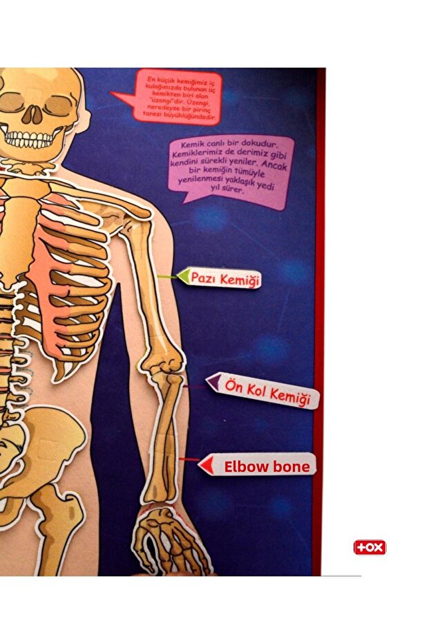 لوحة حائط من اللباد بنظام الهيكل العظمي، لعبة تعليمية - 7