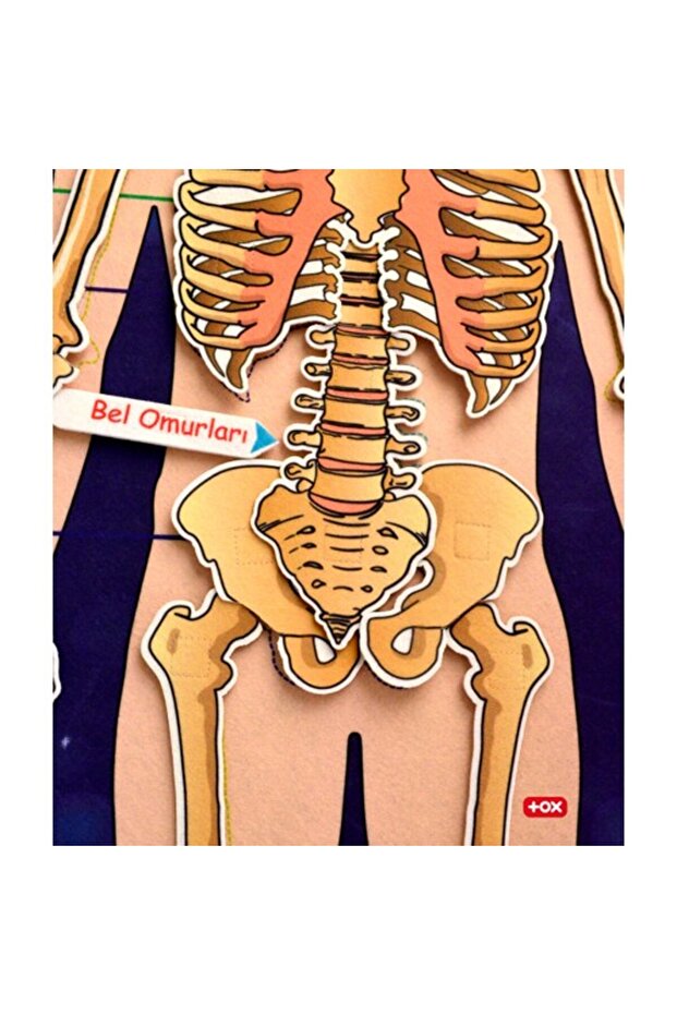 لوحة حائط من اللباد بنظام الهيكل العظمي، لعبة تعليمية - 5