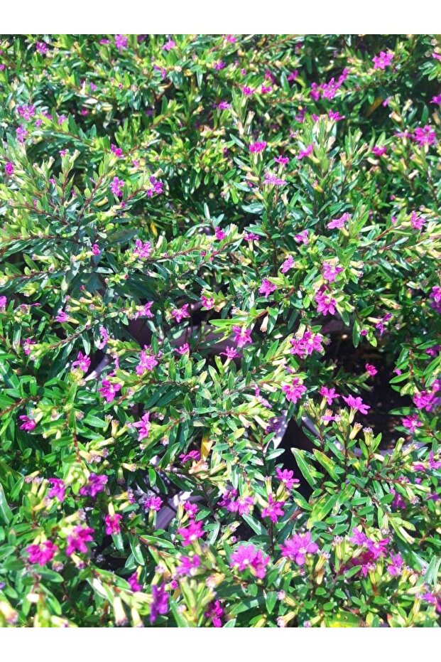 MEZAR - KABİR BİTKİ SETİ - 10 ADET CENNET ÇİÇEĞİ KUFEYA - 5