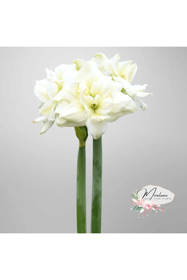 Simfonia Albă Amarilis