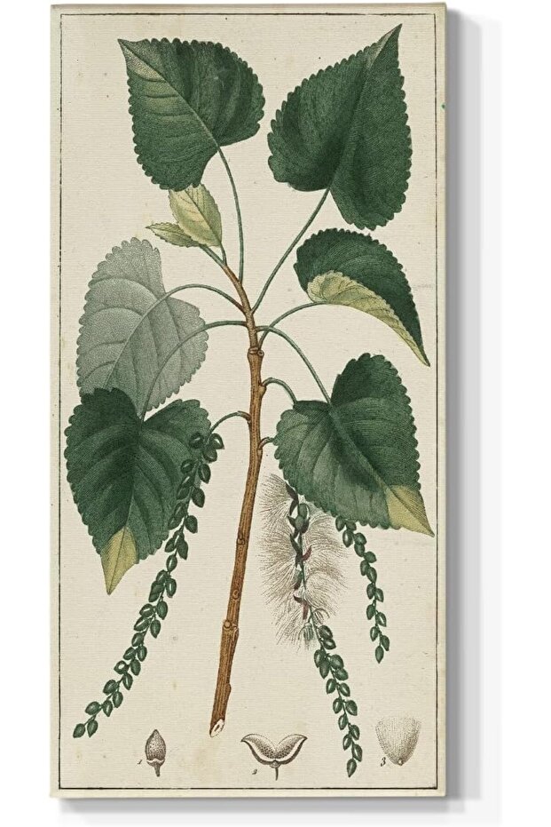 Turpin Green Poplar Tree Leaves Wall Art – Botanical Canvas Prints (60x120 cm Framed)